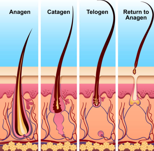 Hair Growth Cycle Hair Growth Cycle