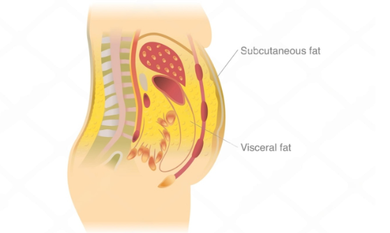 Subcutaneous Fat Subcutaneous Fat